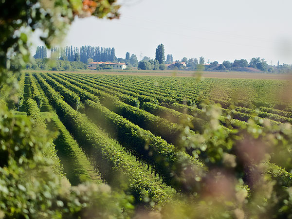 Vineyards